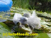 /home//u458753944/public_html/sourcegallery//Frogs/More bullfrogs/P8180184.JPG